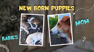 Farm Life : Newborn Puppies and Their Proud Mom 'Heartwarming Moment'❤️ by I LOVE DOGS 56 views 5 months ago 2 minutes, 30 seconds