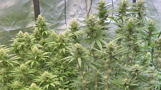 Tent update live!