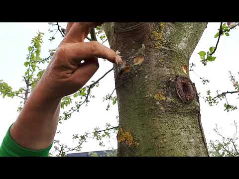 Как заставить плодоносить взрослое сильнорослое дерево