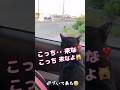 人間の子⁉️ビビりながら挑発するのが可愛い #しゃべる猫