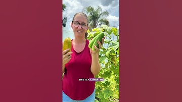 3 Ways To Fix Bitter Cucumbers