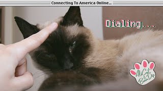 Cat dials up by AliCat and BeanDip 412 views 1 year ago 29 seconds