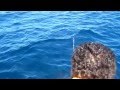 Huge rooster fish at ladrones islands gulf of chiriqui panama salt water fishing