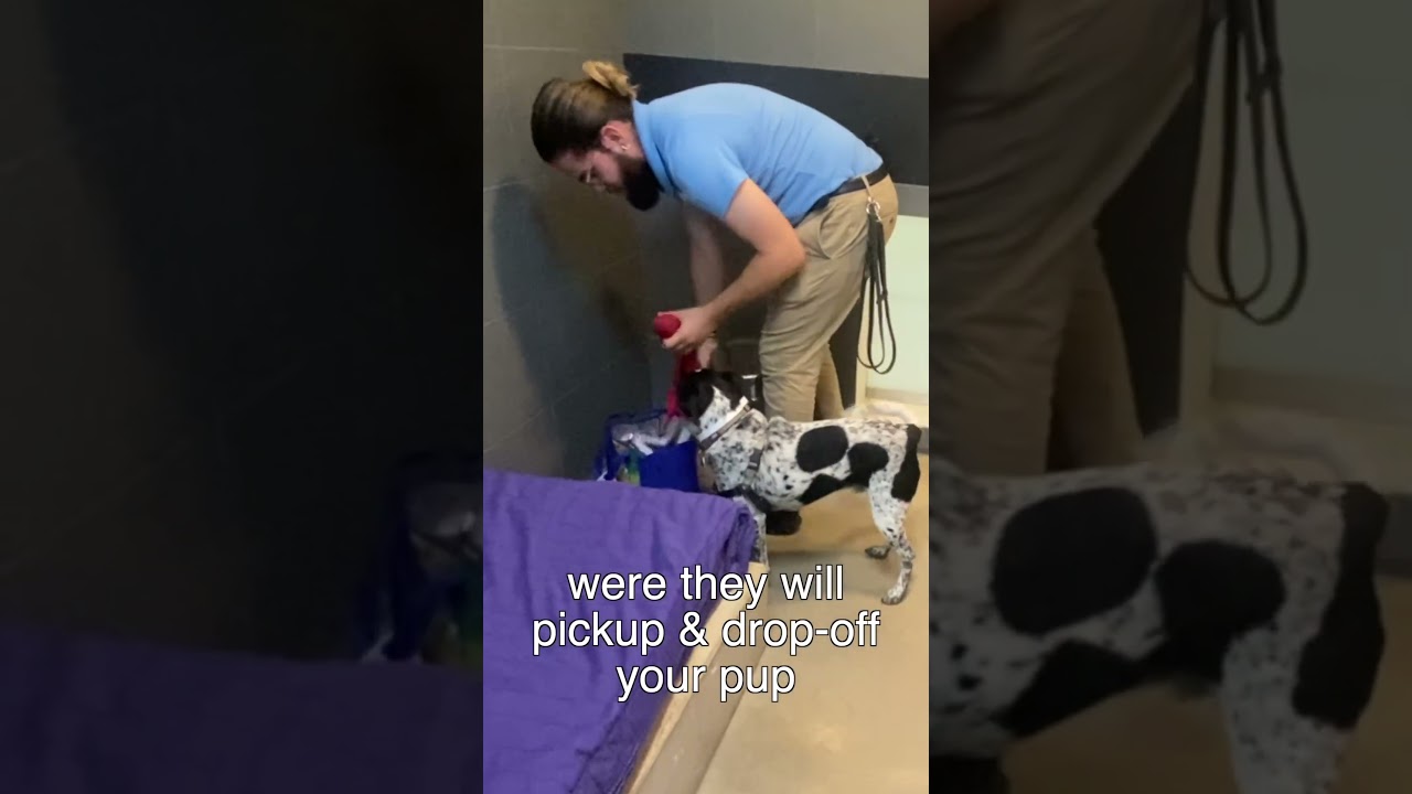 Disney Worlds Best Friends Pet Hotel