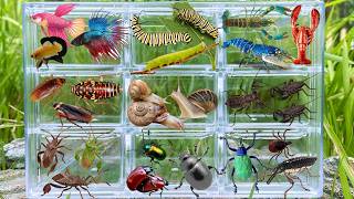 I am hunting for insects in the garden I found a Craw Fish, Weevil, Beetle, Snail, Whip Scorpion....