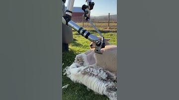 Is This the Future of Farming? | AI Imagines Robotic Sheep Shearing #ai #farming #sheepfarming