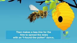 How do honeybees find food?