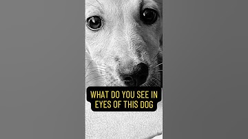 What your dog can teach you about life| Why are dogs better than humans?| I love my dog