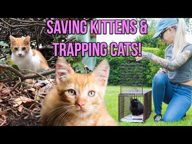 The Best Bait for Feral Cats (Humane Only!) – The Barn Cat Lady