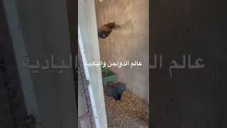 خروج الدجاج للمسرح