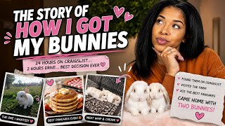 Story time How I got my bunnies
