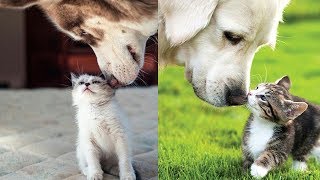 Kitten and dogs 🥰 | Cute Cats Video 2019 by Life Of Cats 430 views 4 years ago 3 minutes, 39 seconds