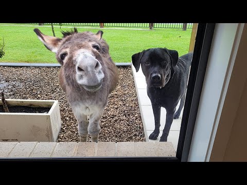 When your dog brings home a friend 🙈🤣Funny Dog Video