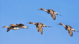 Tiếng Vịt Mốc , Mồng Két Đuôi Kim Tiếng Chuẩn  Bẫy Lưới Đêm Di Cư Kinh Tế 2024 -  Vịt Đầu Nâu