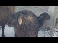 Эдильбаевские овцы ,ягнята  март  2019г