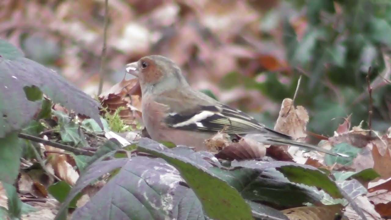 The agile Marsh Tit ; Die agile Sumpfmeise ; Agilul pițigoi sur