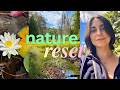 Take a walk with me and have a nature reset | Beaver dam, frogs & dragonflies 🐸🌿
