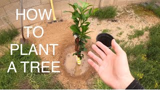 How To Properly Plant A Tree by GK7 Garage 374 views 8 months ago 5 minutes, 46 seconds