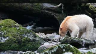 Legend of the Spirit Bear