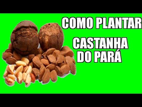Como plantar castanha do Pará