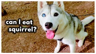 Husky Goes Hiking and Meets Dog Friends! (and RACCOONS?!)