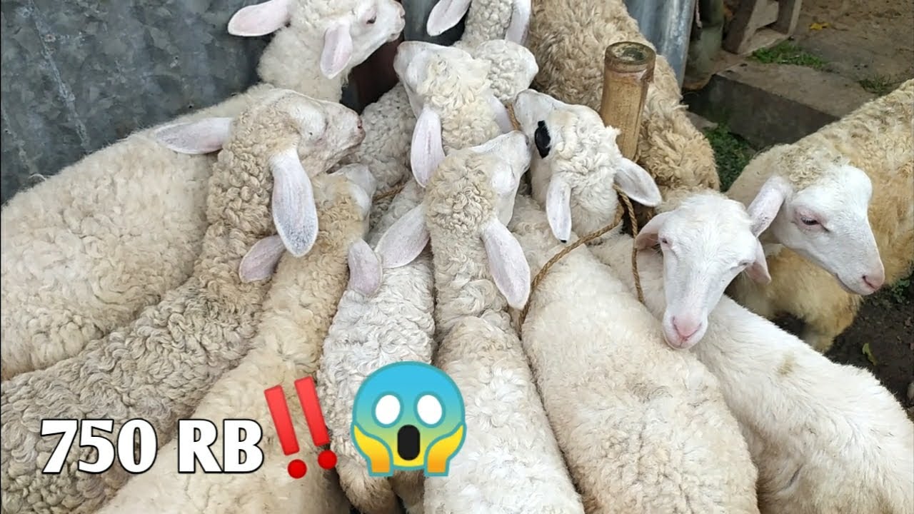 MURAH BANGET DOMBANYA‼️Kirim 300 Ekor Luwar Kota - YouTube