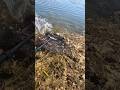 Karpfen beißt heftig – fast fliegt die Rute raus! #angeln #fishing #karpfen #carpfishing #carp #fish