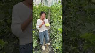 Agriculture Village Fresh Fruit #Viral #Fruit #Shorts #1117