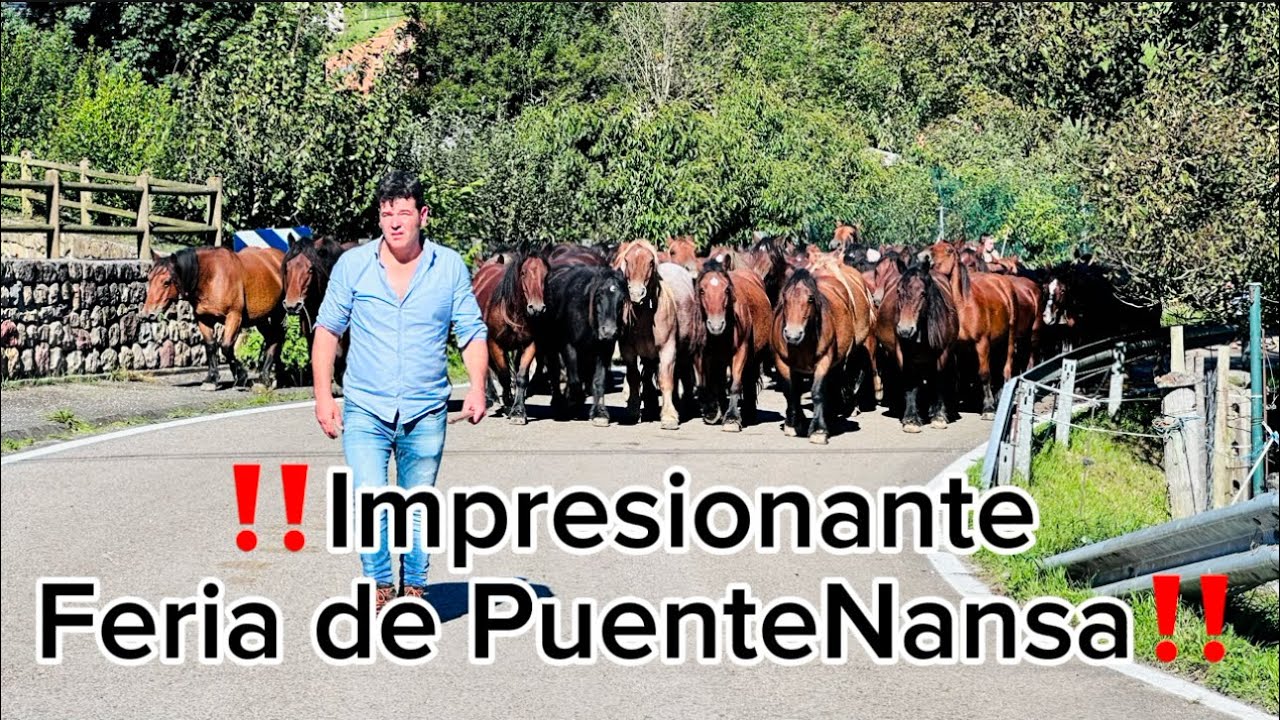‼️Mas  de 1400 animales en la feria de Puentenansa 2024   ‼️