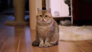 Hosico Cat Does Cat DNA Test