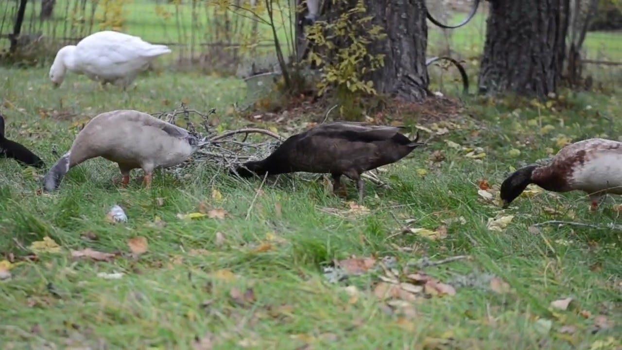 Consider Bachelor Groups