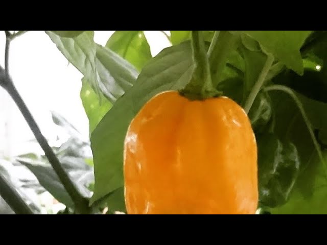 Chilisamen richtig säen: Tiefe, Wärme und Licht Schritt für Schritt