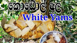 White Yams | How To Cook White Yams Recipe/ කොඩොල් අල | Village Cooking Recipe