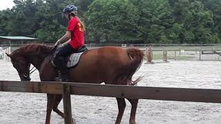 Irish flat work 2018