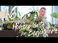 Instagram worthy houseplants that I recommend for new plant parents