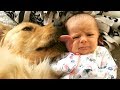 Funny Golden Retriever and Baby Compilation 2017