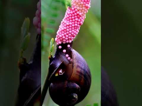 Video: ¿Por qué los huevos de caracol son rosados?