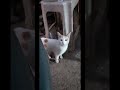 Cat Videos🤪🤪#cats #cat #catlover | Funny Videos | #shorts | Enjoy Beautiful Life