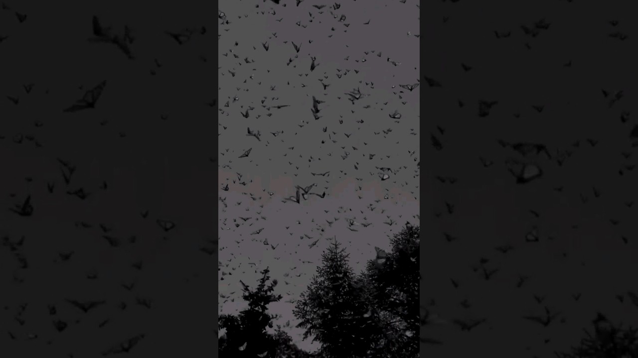 I Rise Nasheed By Mohammad Al Muqit 🖤🎧 