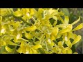VƯỜN LAN VĨNH KIM đang phát trực tiếp! Chúc cô chú anh chị đang xem live có một buổi sáng vui vẻ🥰