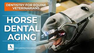 Horse Dental Aging: Using Galvayne’s Groove and Tooth Shape to Estimate Age