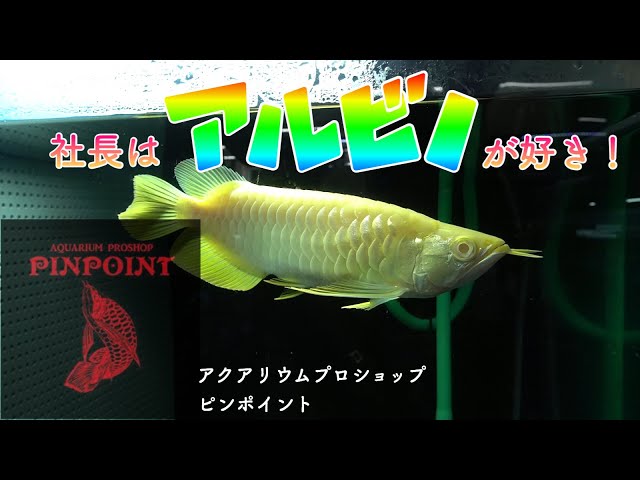 Visiting an Arowana Shop] Collaboration with See-san #1 Visiting