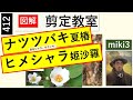 412 ナツツバキとヒメシャラの剪定 miki3
