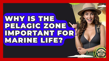 Why Is The Pelagic Zone Important For Marine Life? - The Wild Life Explorer