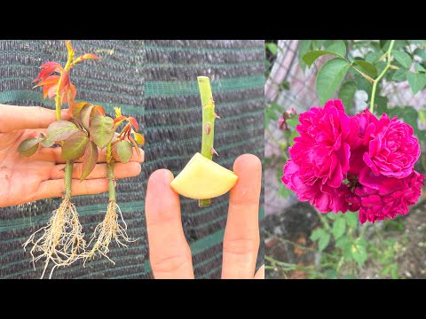 Video: Omsorg for bougainvilleaplanter: tips om dyrking av bougainvillea i hager