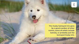 Husky Samoyed Mix: Facts about Samusky Dog Breed