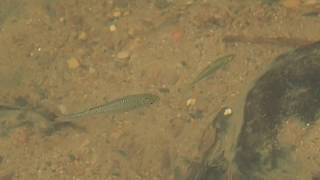 1070515七堵友蚋溪湯鯉(Kuhlia marginata)