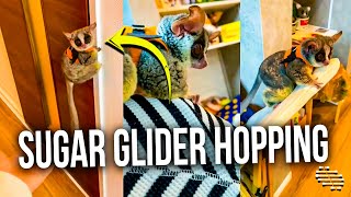 Sugar Glider Hopping Around House Then Onto Owner’s Shoulder