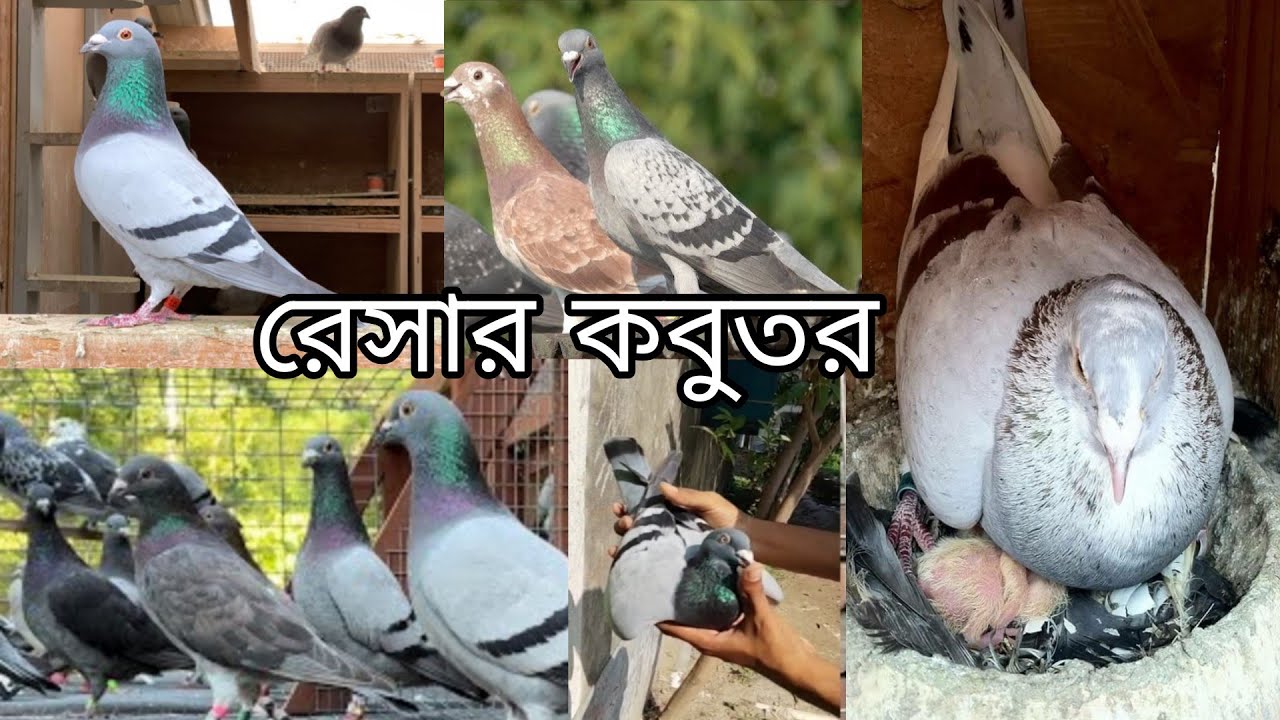 আমার খামারে এনেছি ভালো ব্লাডলাইনের রেসার কবুত | Best bloodline of Racer pigeon collect for my fram