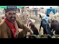 Bhatta chowk Mandi|2021|Rawalpindi bakra Mandi|taxila Mandi update rates|Islamabad biggest cow Mandi